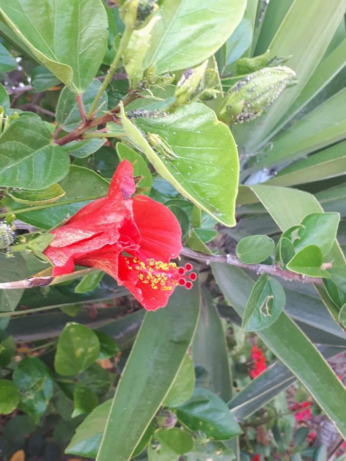 The Jasmine House Hotel Olvera Bagian luar foto